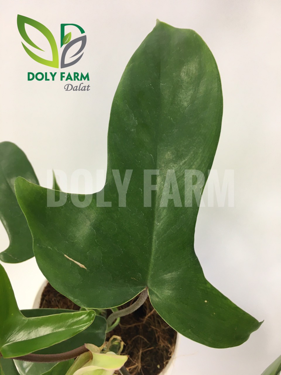 Trầu bà cánh én - Philodendron florida ghost
