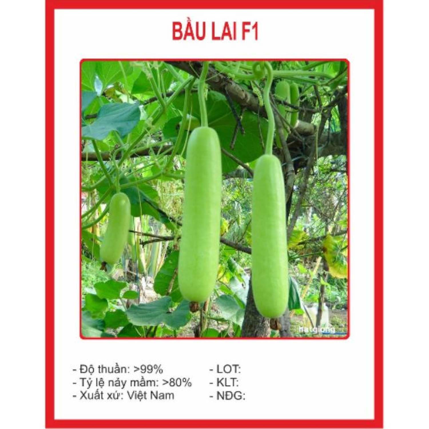 Ma33b gói hạt giống bầu sao lai hạt chất lượng