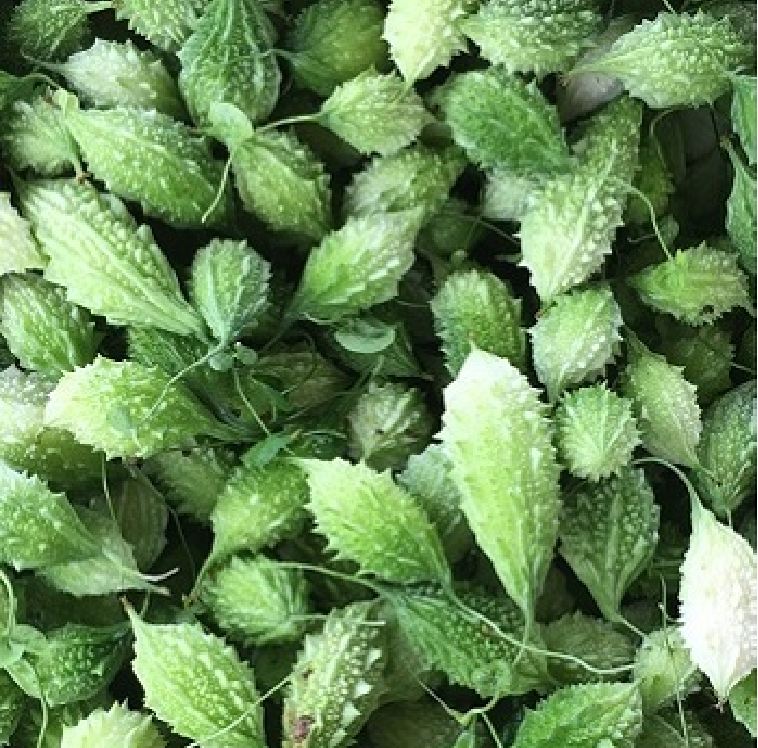 " Gói 20 "Hạt giống trái khổ qua rừng [Seeds]
