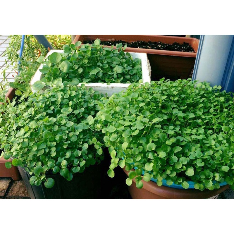 Hạt giống rau Xà Lách Xoong Mỹ TN