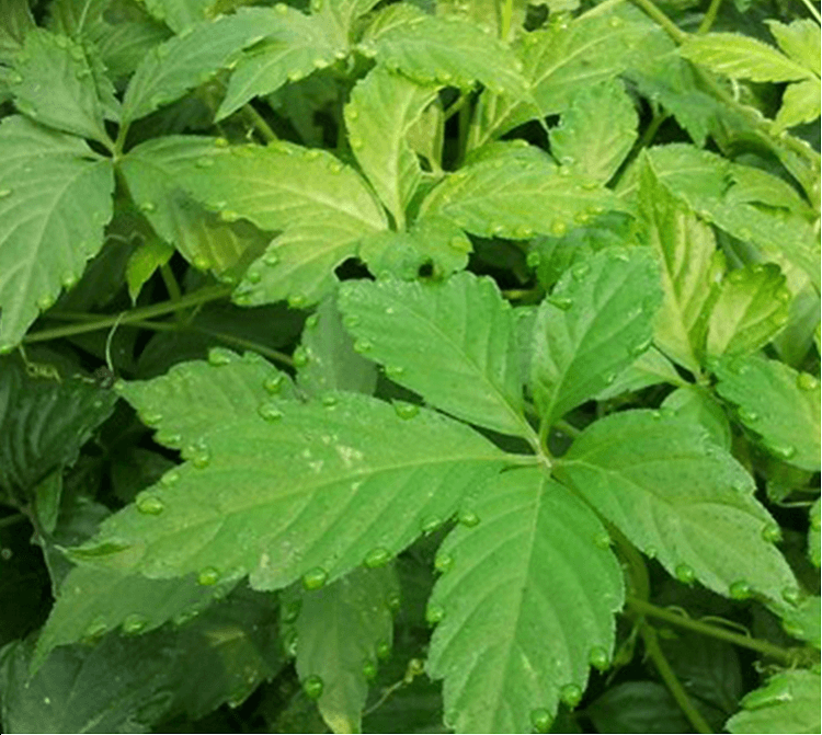 Giảo cổ lam khô 5 lá - Trà hảo hạng túi lớn loại 1kg