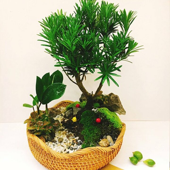 combo 5 cây giống TÙNG LA HÁN - CÂY BONSAI (tỉ lệ sống 100%)