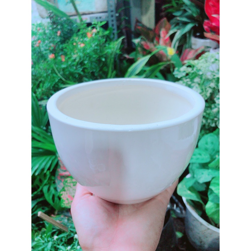[HCM]Cây Hồng Môn Kèm Chậu Sứ