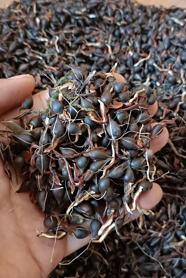 Hạt giống cây gió bầu trầm hương