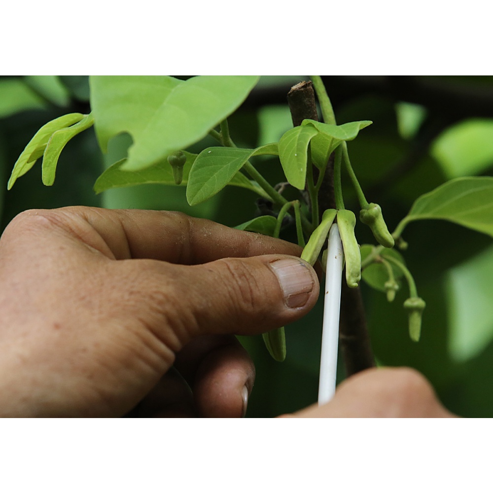 Cây giống na dai thơm ngon trái to (mãng cầu ta)