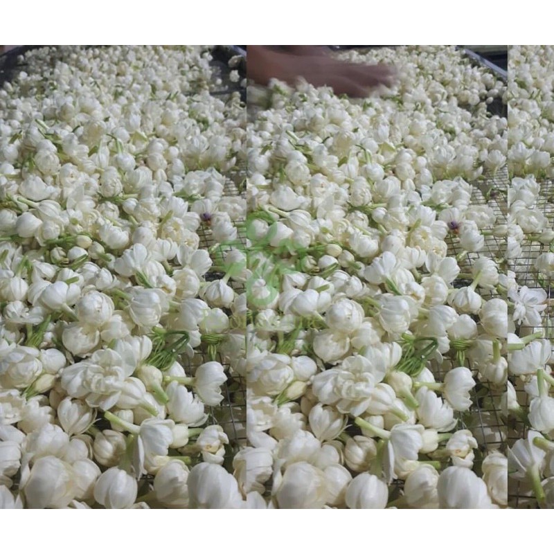 Nụ nhài khô trắng đẹp 100G