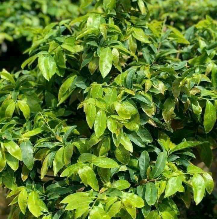 Phân bón mai vàng, siêu vọt đọt chai 500ml