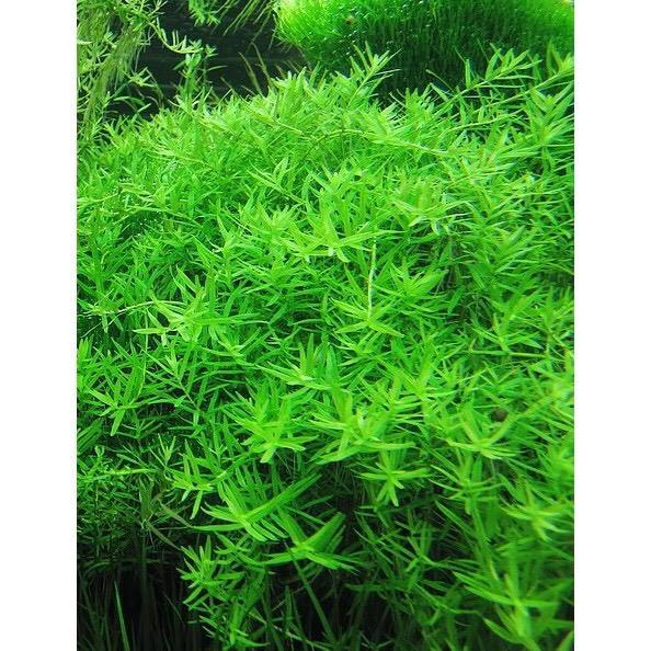 Cây Thủy Sinh Vảy Ốc Xanh