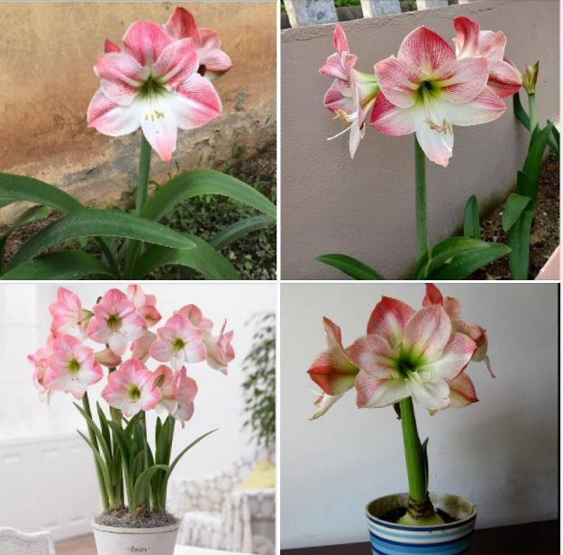 Củ giống hoa lan huệ tây hoa màu hồng đào - 1 củ