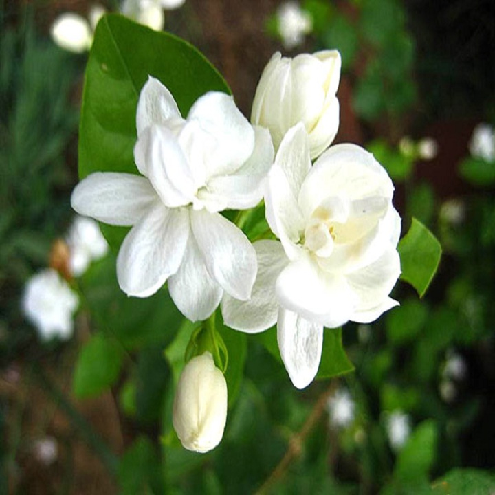 CÂY HOA NHÀI TA