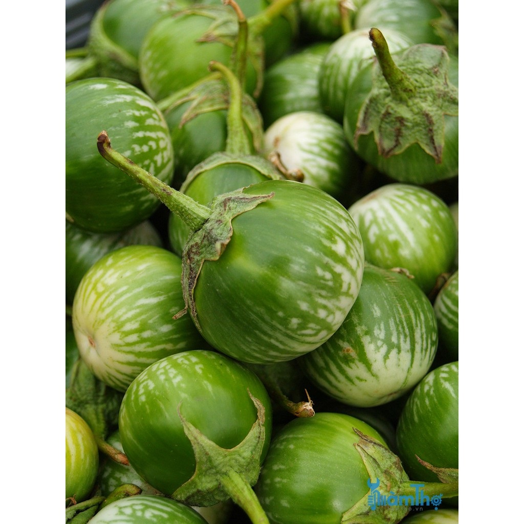 Hạt giống cà dĩa 709 rạng đông gói 0.5gram