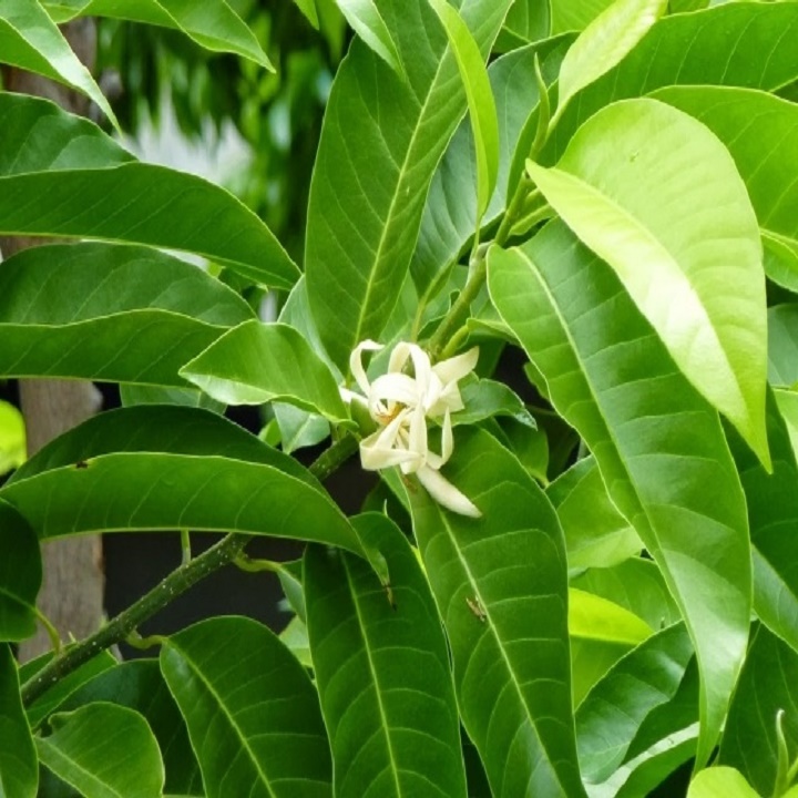 CÂY  HOA NGỌC LAN TRẮNG, HOA THƠM