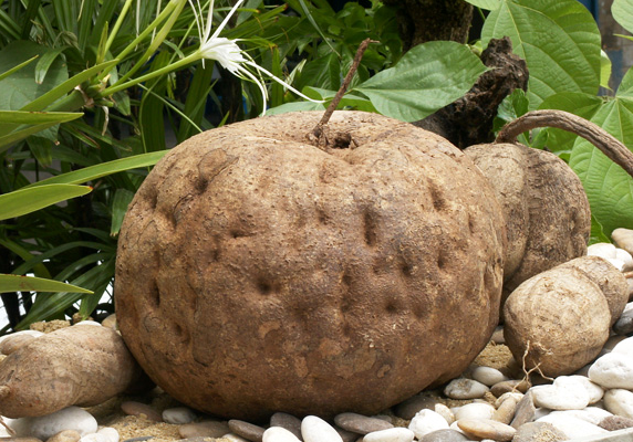 Cây sâm tố nữ khô 1kg