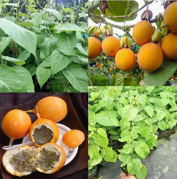 Hạt giống chanh leo NGỌT COLOMBI - Gói 10 Hạt