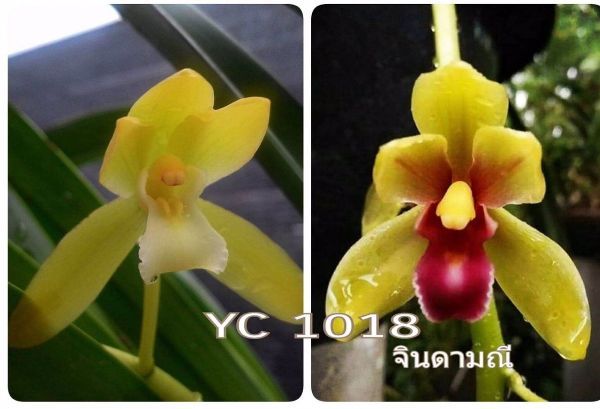 LAN KIẾM PHAN TRÍ CÂY GIỐNG