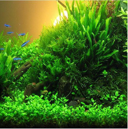 TRÂN CHÂU NHẬT THỦY SINH  (1 tất)