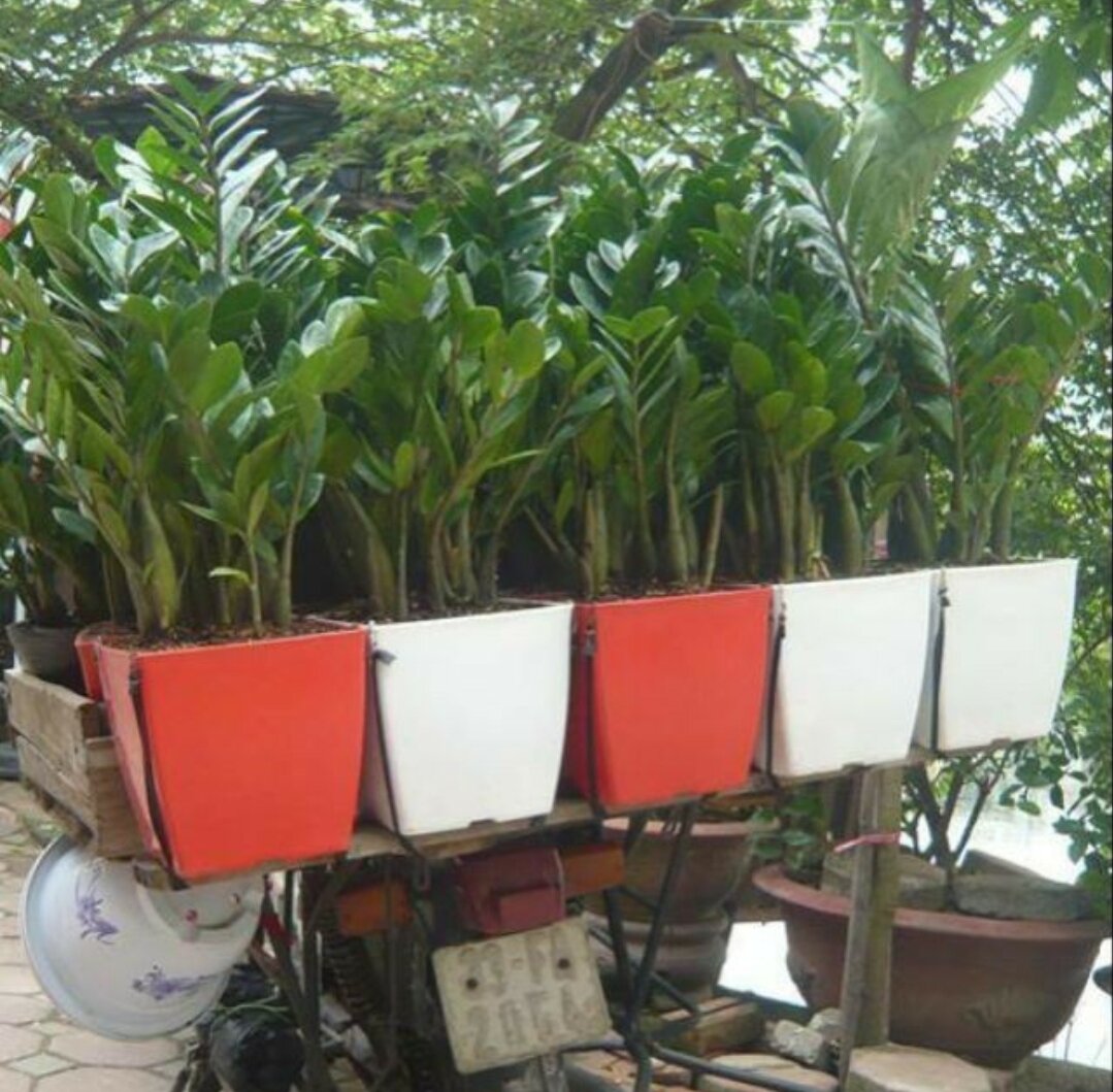 PHÂN BÓN HỮU CƠ RỄ MẦM CHỒI