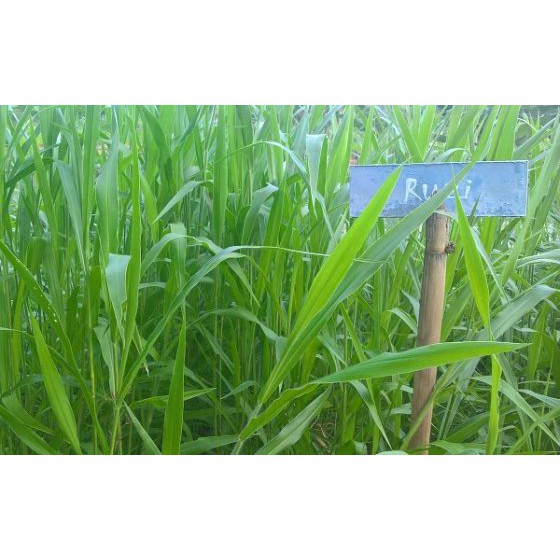 [HCM]Gói 1KG hạt giống Cỏ Ruzi (Cỏ sả Chịu giẫm đạp)