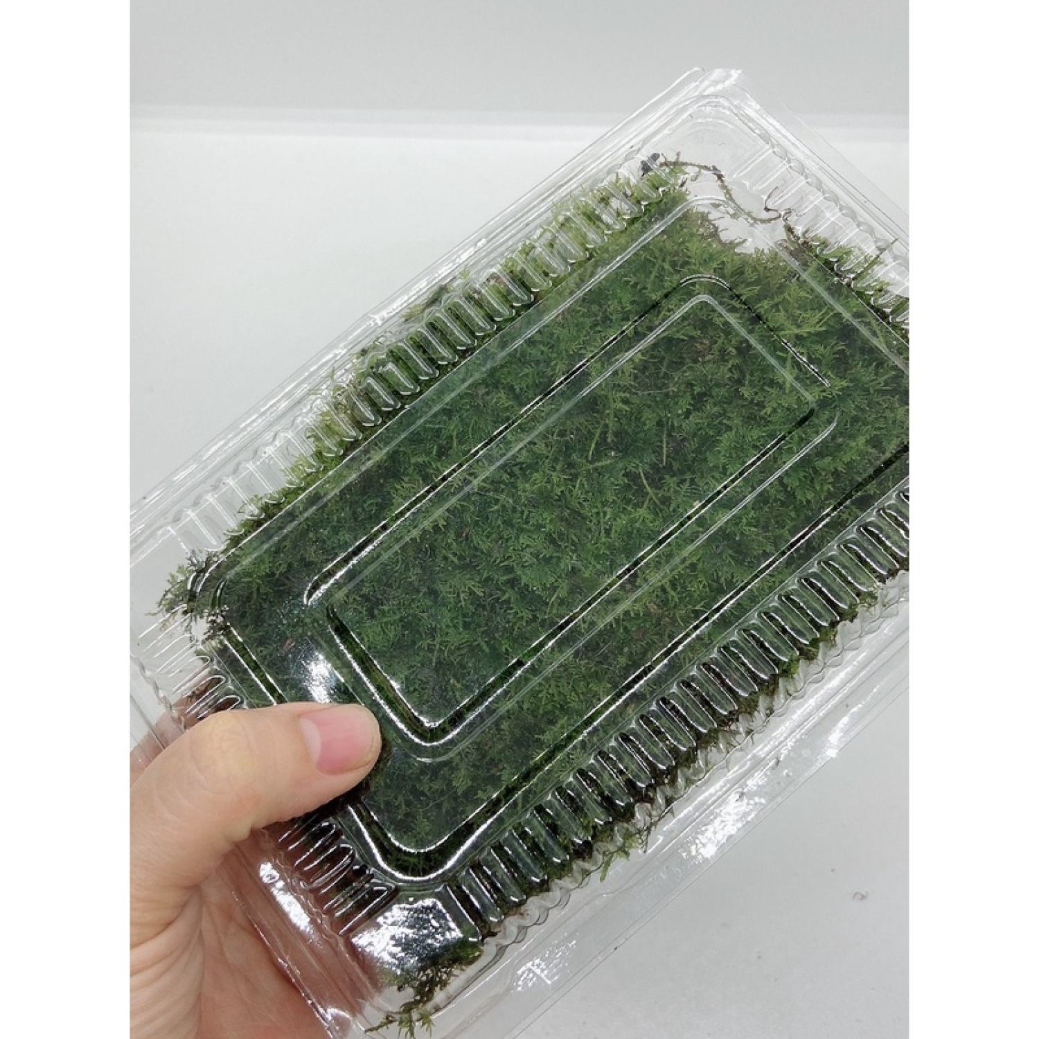 Rêu trắc bá setup bể bán cạn, tiểu cảnh, sân vườn, terrarium, gắn lũa