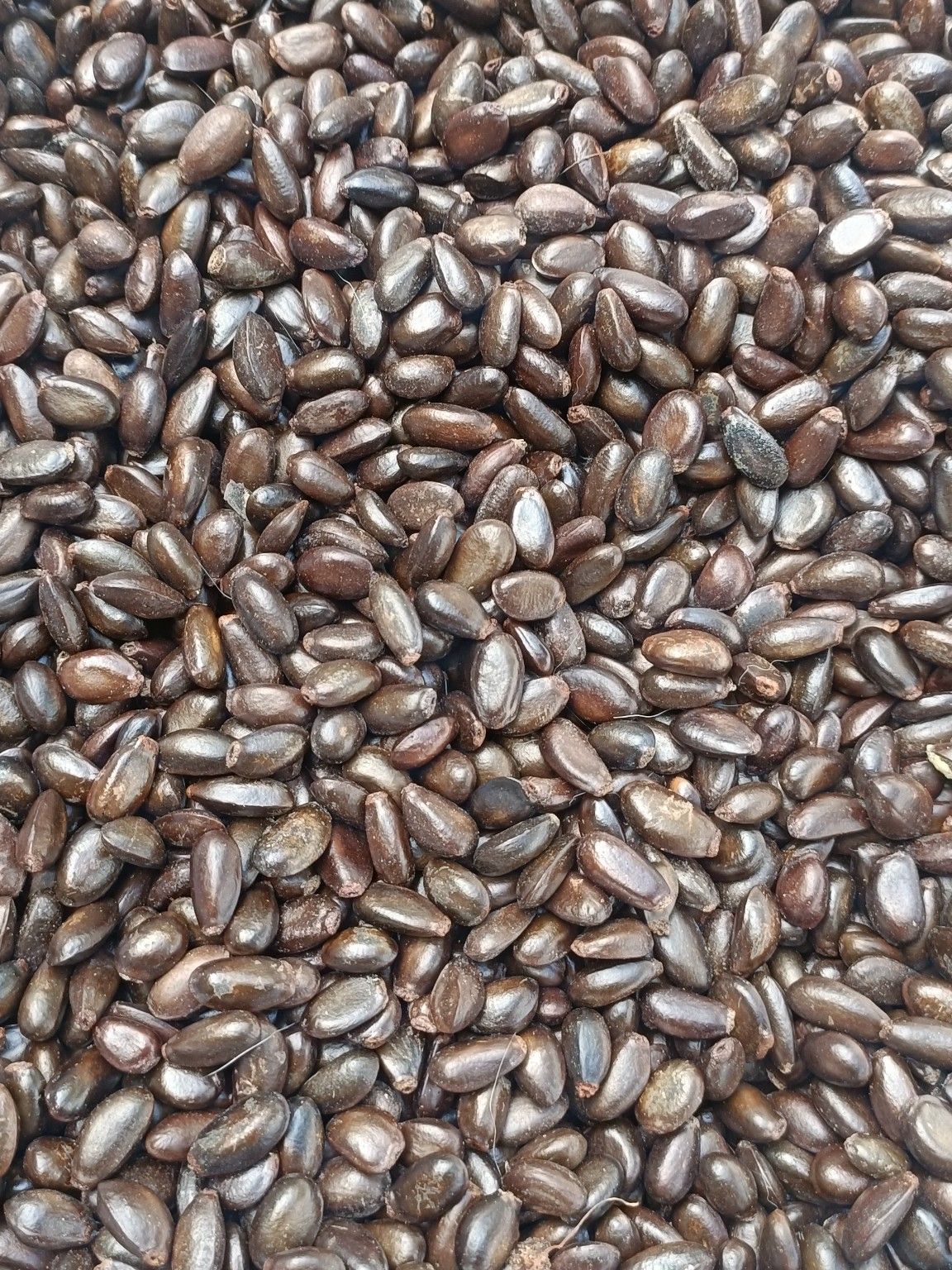 200gram hạt giống cây Na