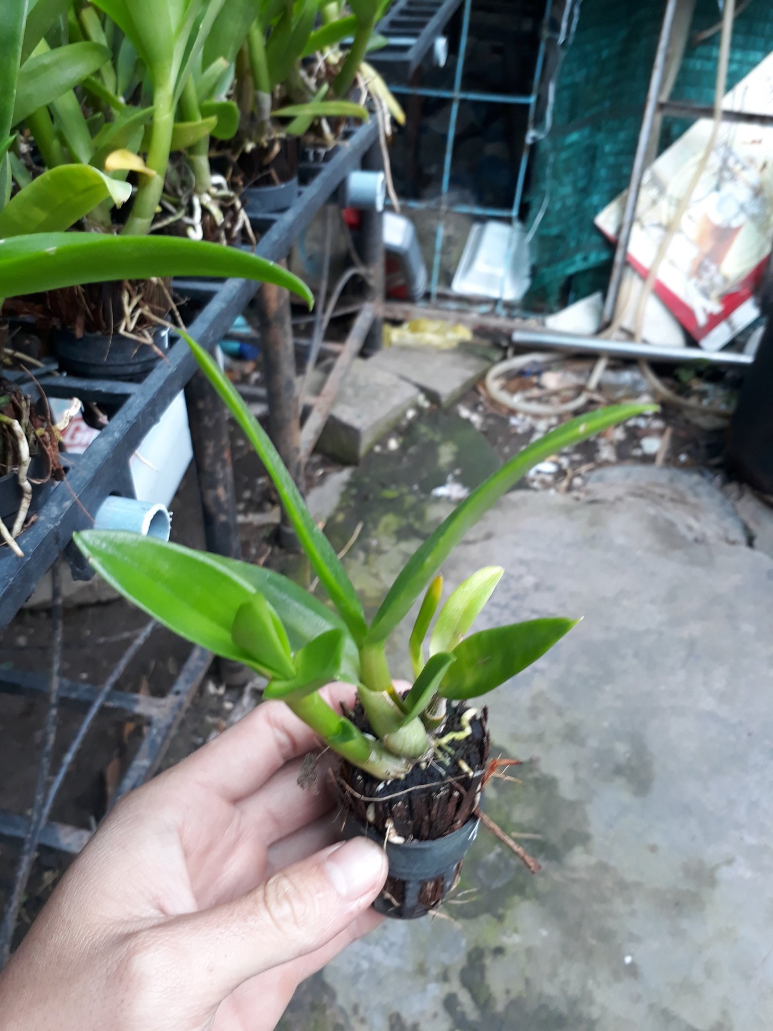 denro nắng tai thỏ giống