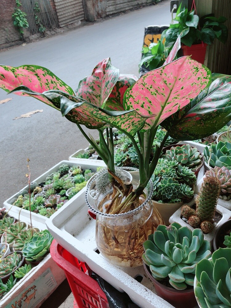 Cây Vạn Lộc Thủy Sinh