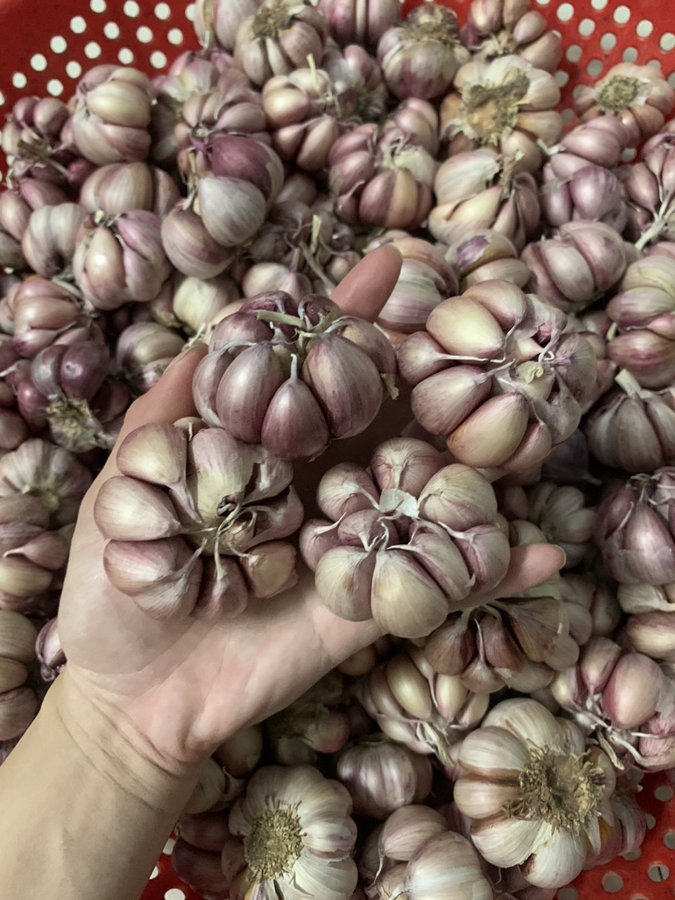 Free ship 1KG TỎI TÍM PHAN RANG ĐƯỢC LÀM SẠCH