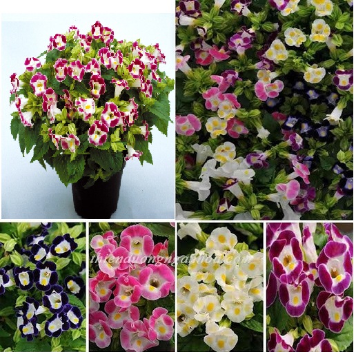 Hạt Giống Hoa Tô Liên (Mắt Nai) Nhiều Màu(Gói 10 hạt)