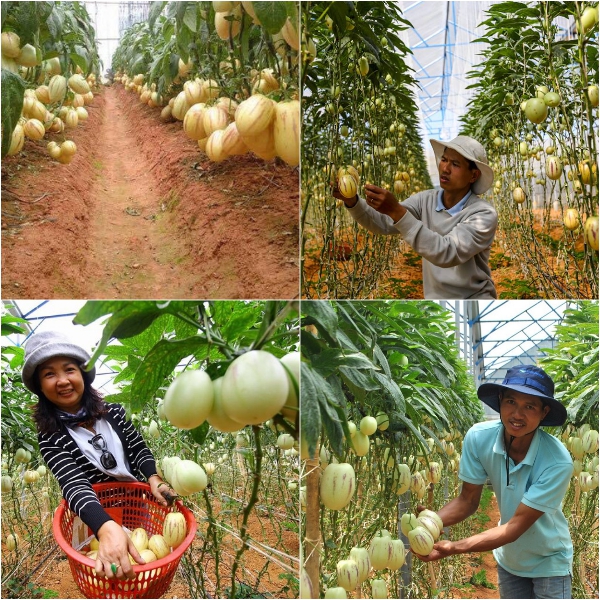 Hạt giống dưa pepino ( tặng phân bón kích mầm ).