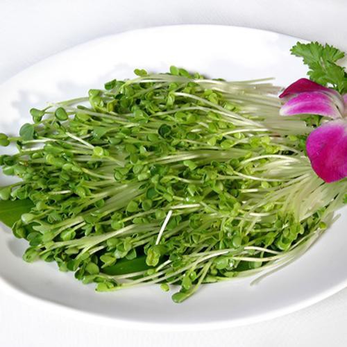 Hạt giống rau mầm bông cải xanh 100gr