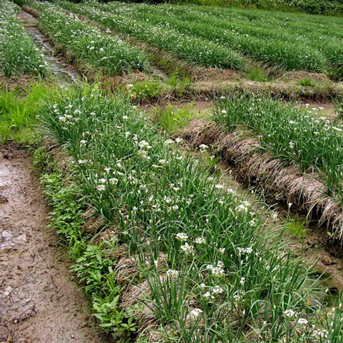 600H - Hạt Giống Hẹ bông Tứ Quý