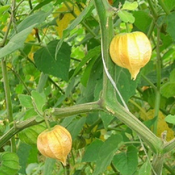 Hạt Giống Cây rau Tầm Bóp - Gói 50 hạt