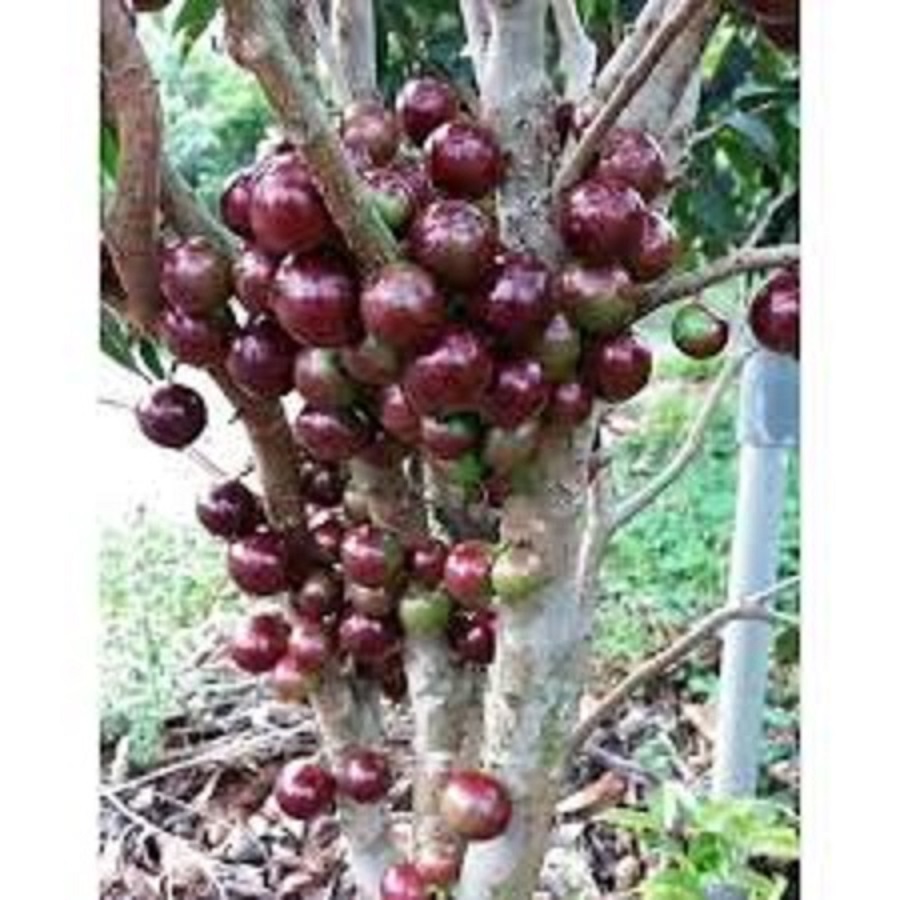 CÂY GIỐNG NHO THÂN GỖ TỨ QUÝ