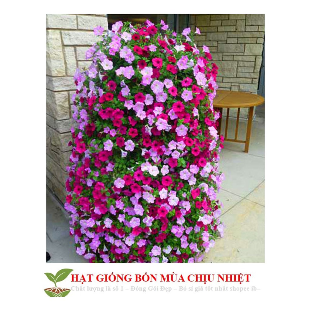 HG6 Hạt Giống Dạ yến thảo Mix 100 Hạt/ Gói