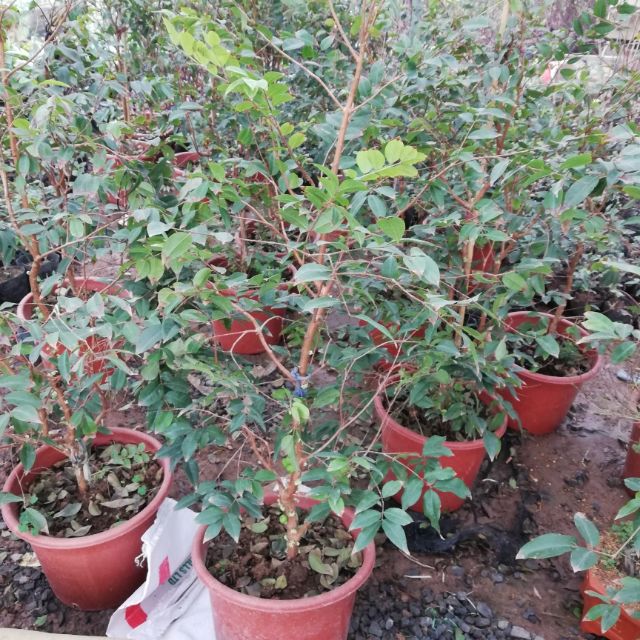 Giá Gốc - Cây nho thân gỗ tứ quý đang ra hoa