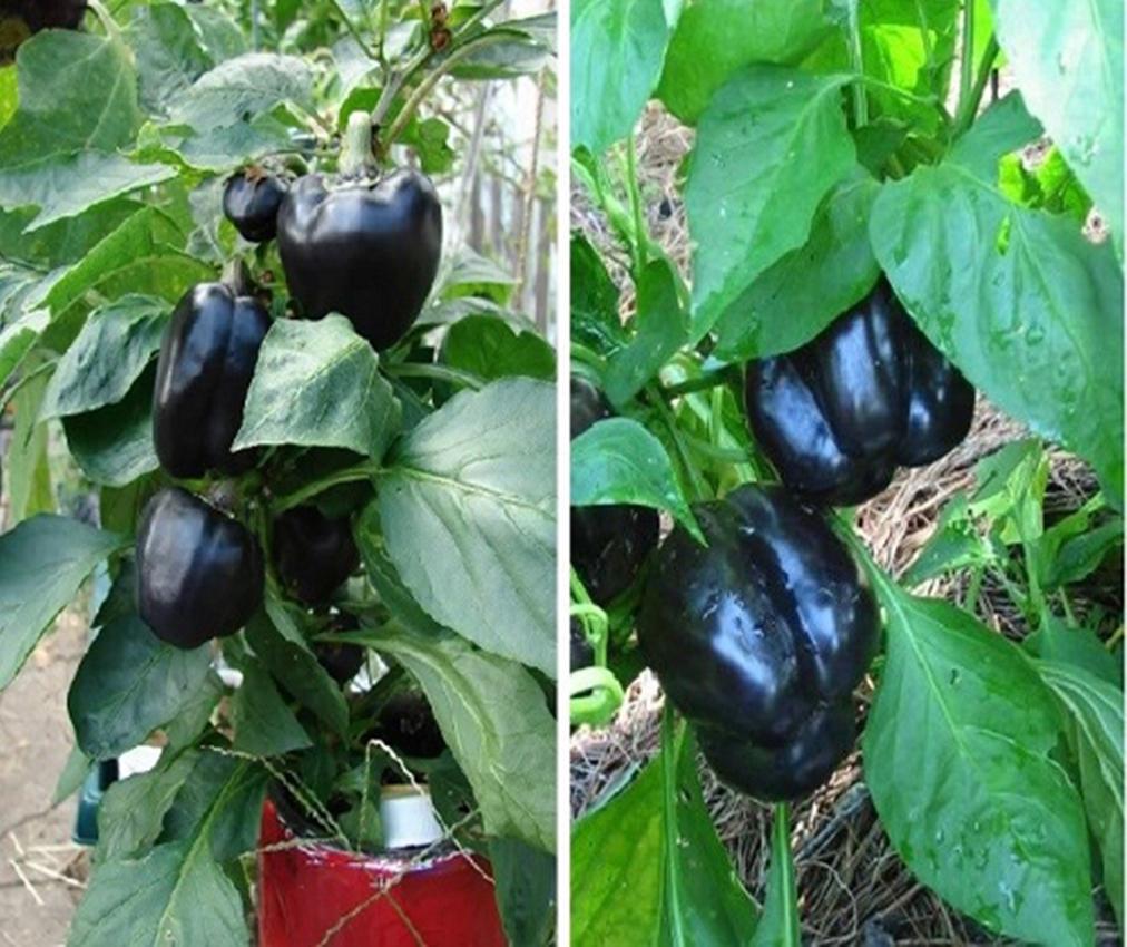Hạt giống Ớt ngọt đen