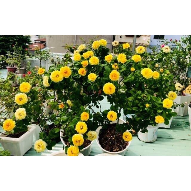 Hoa hồng bụi Shell cho hoa vàng rực rỡ