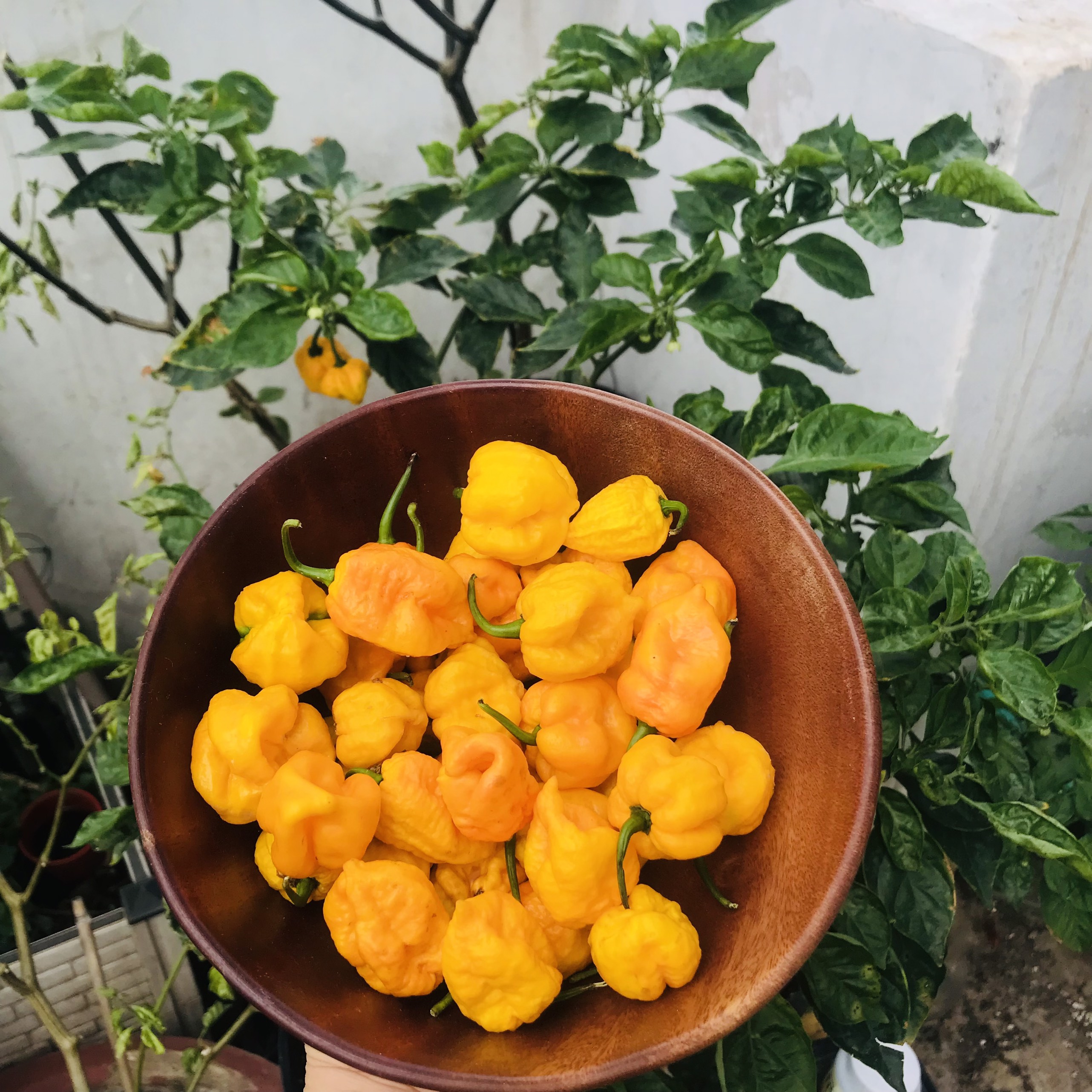 Quả Ớt Tươi Carolina Reaper Yellow