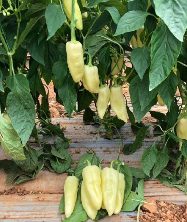 Hạt giống ớt đùi gà Thái Lan F1 - ( 0.5gram tầm 75 hạt)