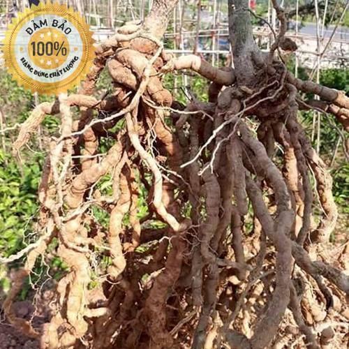 Ba kích tím | Ba kích tươi LOẠI 1