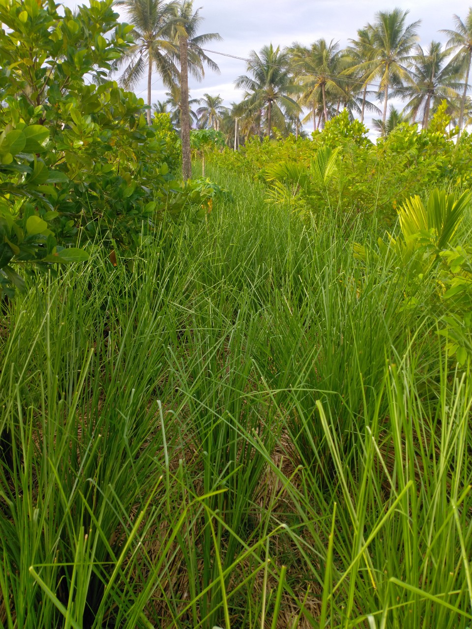 Cỏ giống Vetiver lá mềm combo 500 tép