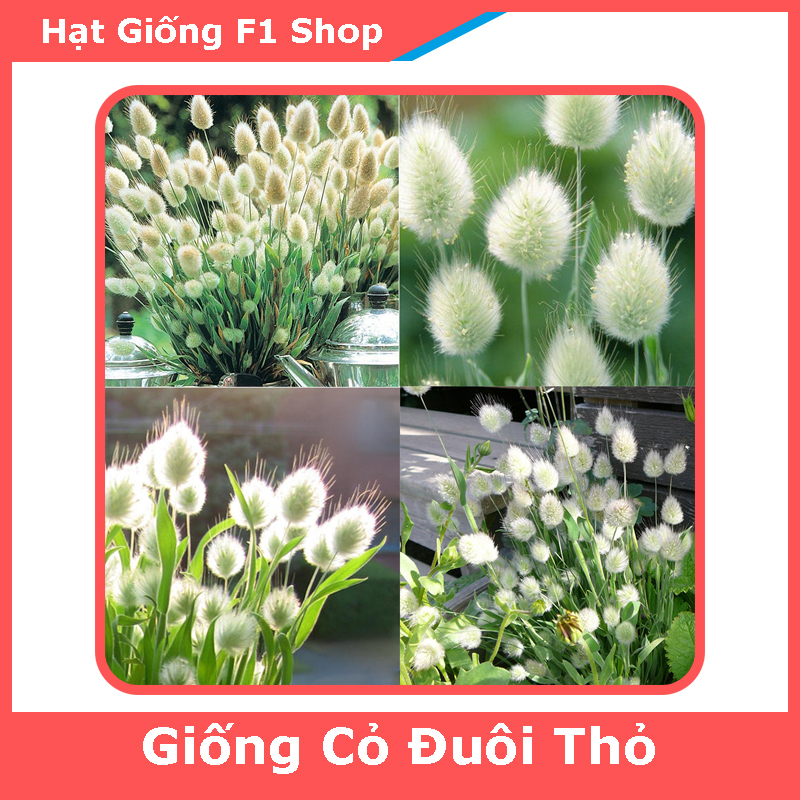 Hạt Giống Cỏ Đuôi Thỏ (100H) (086.F1)