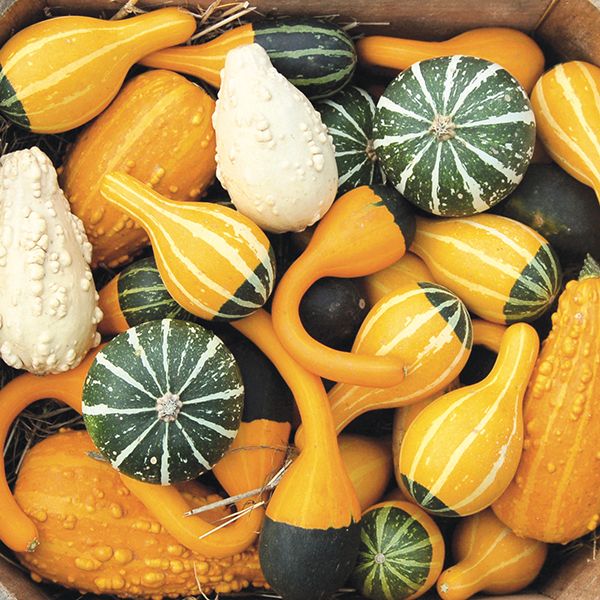 [Đẹp Lạ] Hạt Giống Bí Mini Bicolor MIX