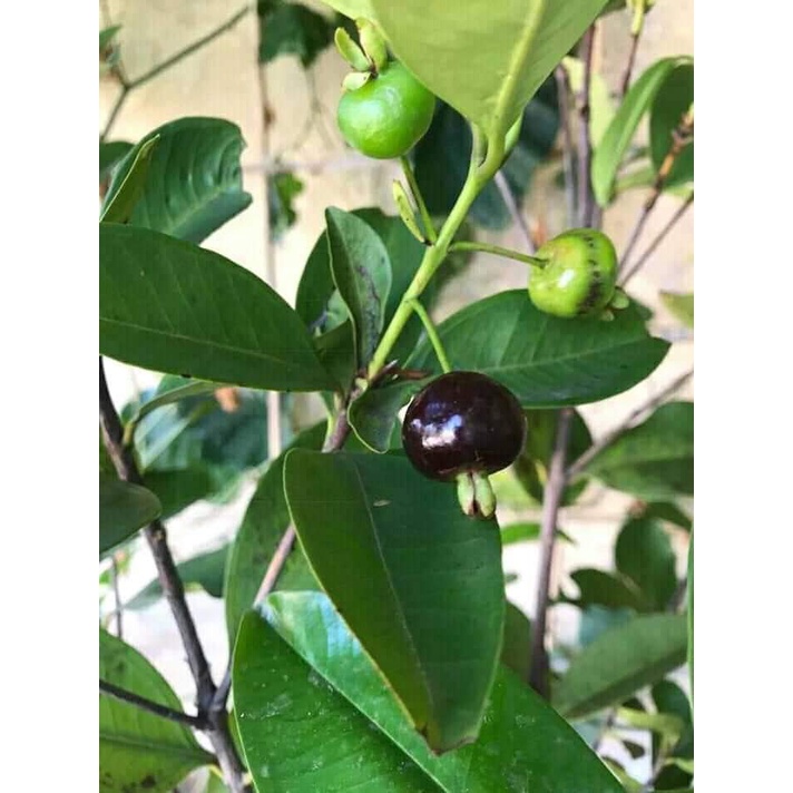 Cây giống cherry Brazil (ra trái siêu sớm- cam kết chuẩn giống)