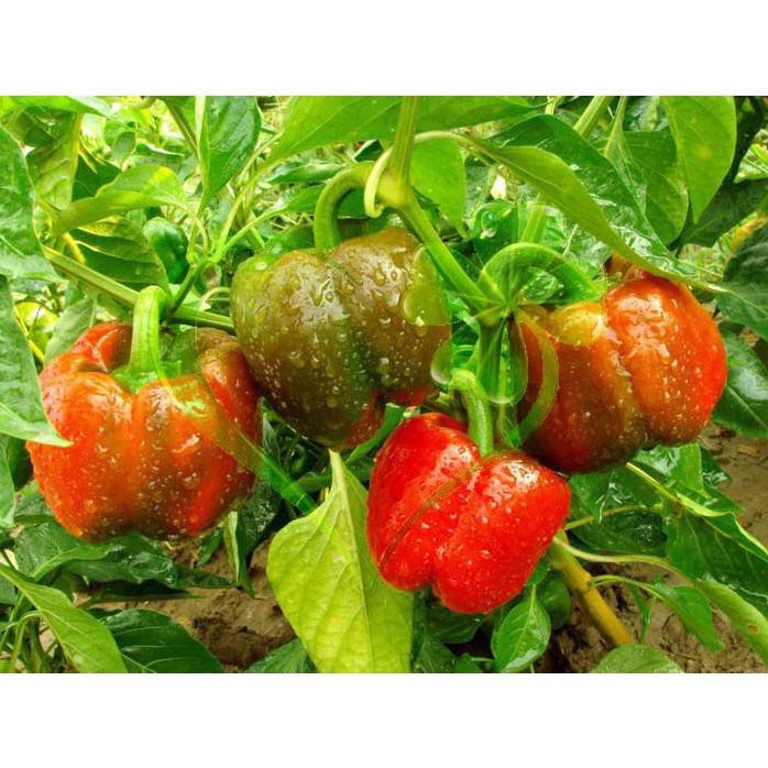 Hạt giống ớt ngọt F1 - gói 10 hạt