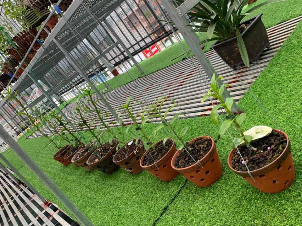 Lan Phi Điệp 🍀FREESHIP🍀 5 Cánh Trắng Bạch Tuyết [ Ươm Kie ]