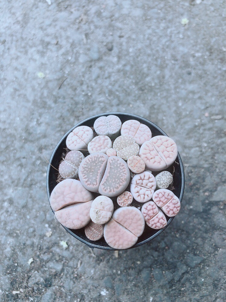 Chậu Cây Thạch Lan (lipthop - hoa sỏi)