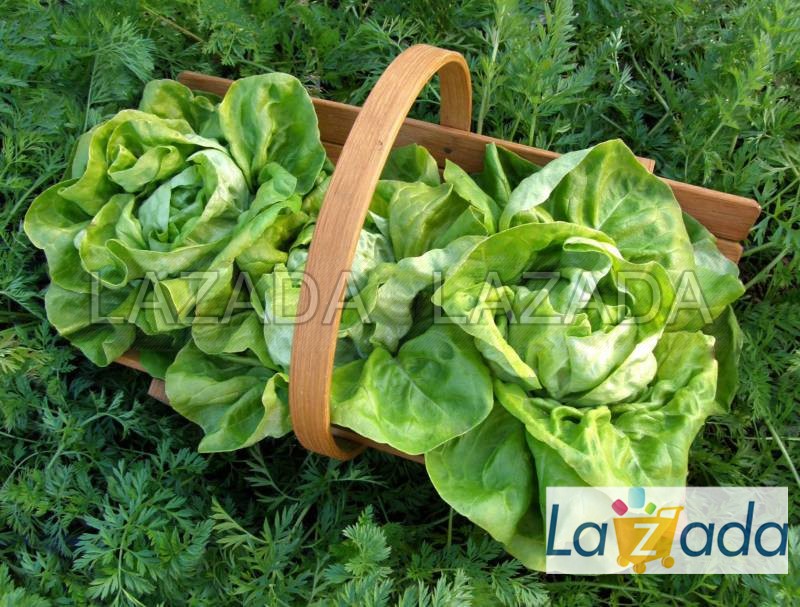 800h Hạt Giống Xà Lách Búp Chịu Nhiệt Rất Chắc TG215 (B1.203| C18*W52*M163)