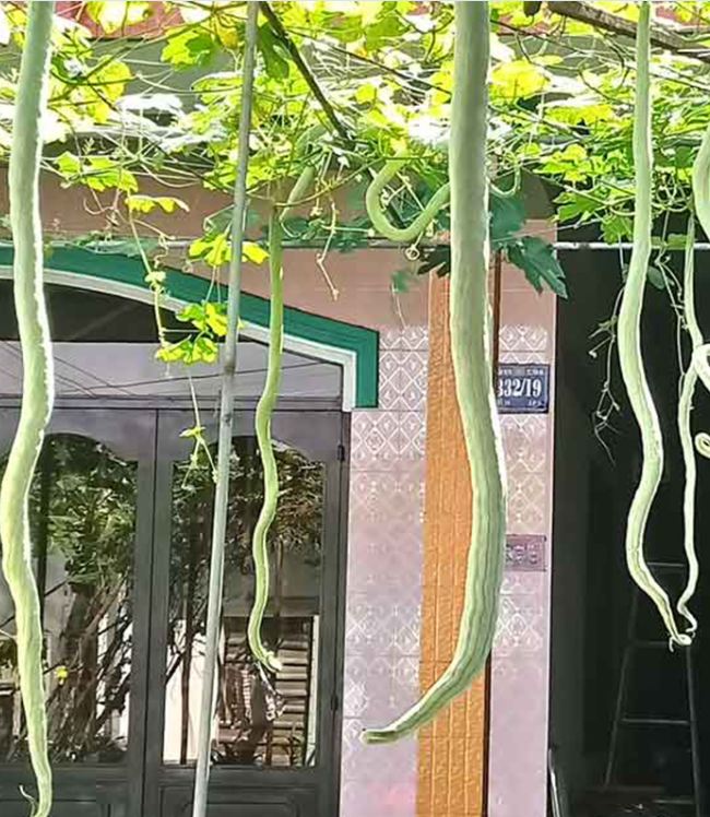 "Gói 5 Hạt " Hạt Giống Mướp Nhật(Mướp Rắn )