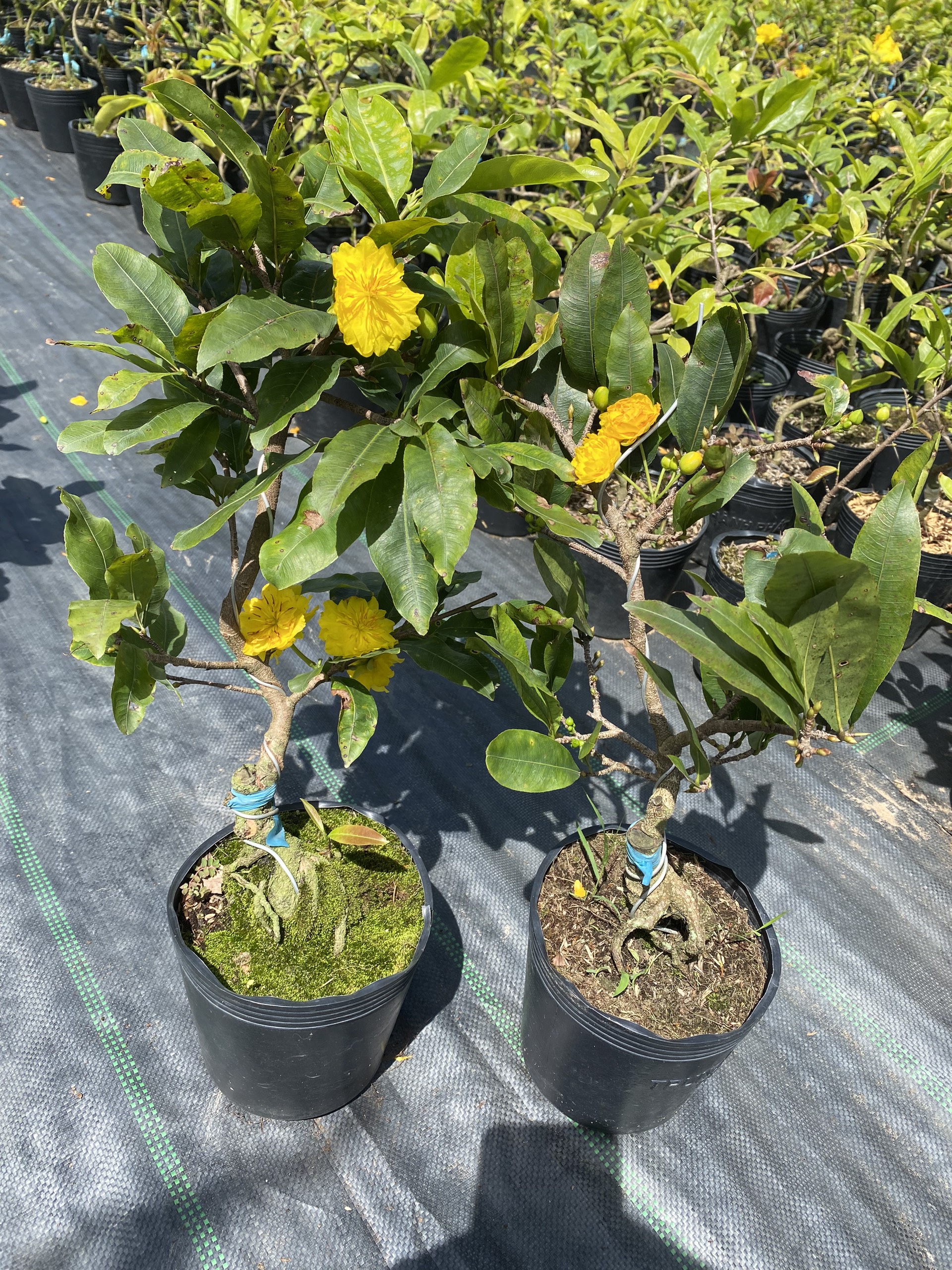 Mai xoắn (mai quắn) mini